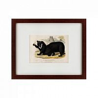 картина: two ursine sloths, or sloth bears, 1830 в Томске