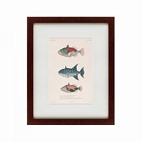 картина: tropical fish, 1830 в Томске