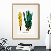 картина: botany illustration №1, 1836г. в Томске