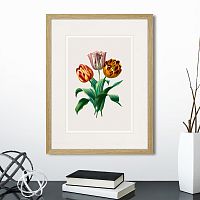 картина: botany illustration №23, 1836г. в Томске