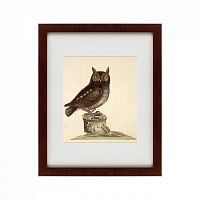 картина: the little owl, 1731 в Томске
