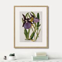 картина: exotic plants of the world №10, 1815г. в Томске