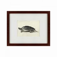 картина: a hand-painted illustration of a burmese roofed turtle, 1873 в Томске