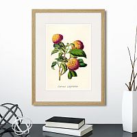 картина: botany illustration №22, 1836г. в Томске
