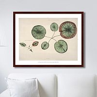 картина: young gigantic water lily, 1870г. в Томске