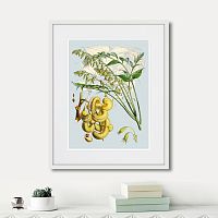 картина: himalaya plants decaisnea pods, 1869г. в Томске