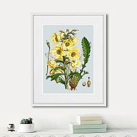 картина: himalaya plants yellow flower, 1869г. в Томске