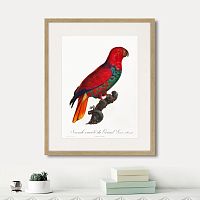 картина: beautiful parrots №9, 1872г. в Томске