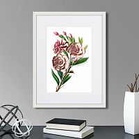 картина: caribian flora pink gardenia flower branch, 1740г. в Томске
