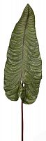 декор alocasia в Томске