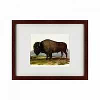 картина: american bison, 1845 в Томске