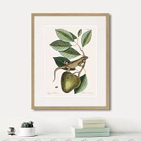 картина: guana (lacertus indicus), 1742г. в Томске