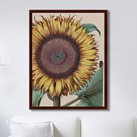 картина: large sunflower (flos solis maior), 1713г. в Томске