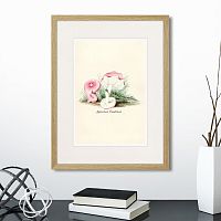 картина: botany illustration №6, 1836г. в Томске