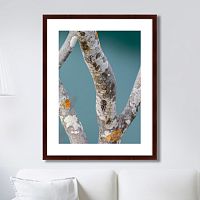 картина: trees on the galapagos islands, ecuador no3 в Томске