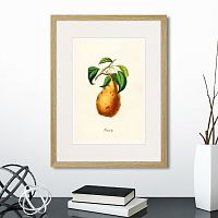 картина: botany illustration №18, 1836г. в Томске