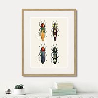 картина: assorted beetles №5, 1735г. в Томске