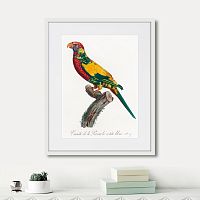 картина: beautiful parrots №7, 1872г. в Томске