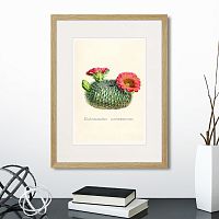 картина: botany illustration №13, 1836г. в Томске