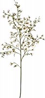 декор oncidium orchid в Томске
