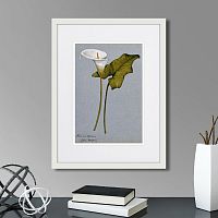 картина: arum lily, 1899г. в Томске