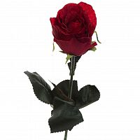 роза бордовая 48 см (36) в Томске