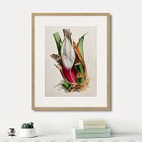 картина: exotic plants of the world №11, 1815г. в Томске