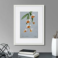 картина: an orchid (dendrobium thyrsiflorum), 1899г. в Томске
