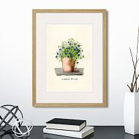 картина: botany illustration №9, 1836г. в Томске