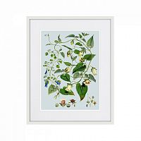 картина: himalaya plants blue and white flowers, 1869г. в Томске