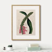 картина: exotic plants of the world №2, 1815г. в Томске