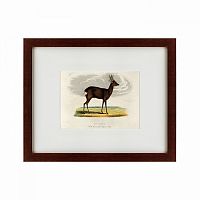 картина: a roebuck, 1830 в Томске