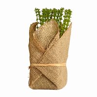 растение декоративное potted herb polini в Томске