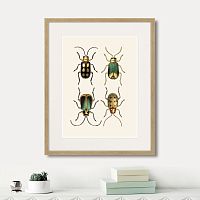 картина: assorted beetles №8, 1735г. в Томске