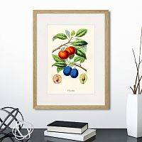 картина: botany illustration №21, 1836г. в Томске