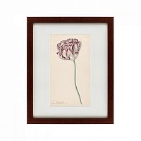 картина: tulp №2, 1815 в Томске
