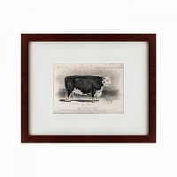 картина: a hereford bull, 1849 в Томске
