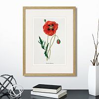 картина: botany illustration №15, 1836г. в Томске