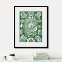 картина: art forms of nature №5, 1897г. в Томске