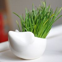 набор для выращивания eco ёжик в Томске