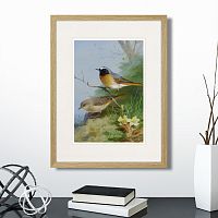 картина: pair of redstarts, 1923г. в Томске