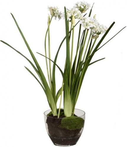 декор allium в Томске