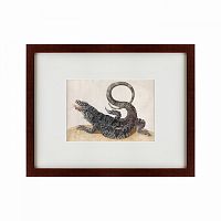 картина: black tegu lizard, 1700 в Томске