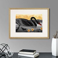 картина: common american swan (black), 1838г. в Томске