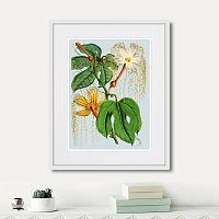 картина: himalaya plants hodsgonia flower white and yellow, 1869г. в Томске