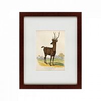 картина: a rusa deer, 1830 в Томске