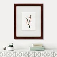 картина: apricot flower (prunus armeniaca), 1832 в Томске