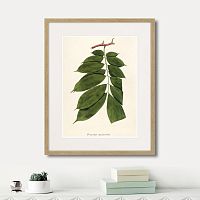 картина: fragmenta botanica №10, 1809г. в Томске