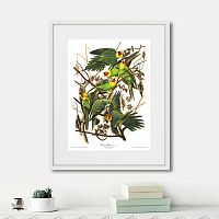 картина: carolina parrot, 1841г. в Томске