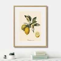 картина: juicy fruit lithography №3, 1870г. в Томске